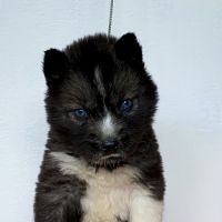 Chiots husky a réserver
