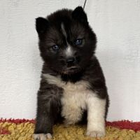 Chiots husky a réserver #2