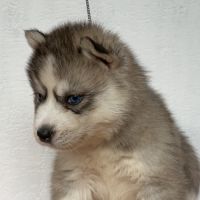 Chiots husky a réserver #3