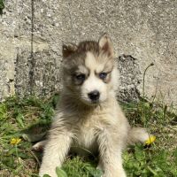 Chiots husky a réserver #4