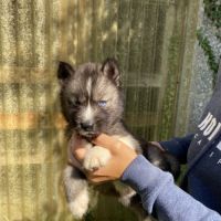 Chiots husky a réserver #5