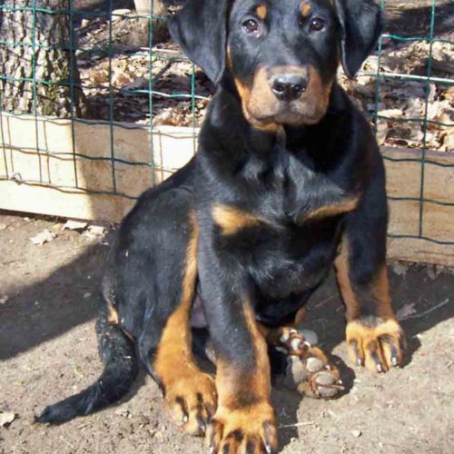 Chiots beaucerons gros gabaris #2