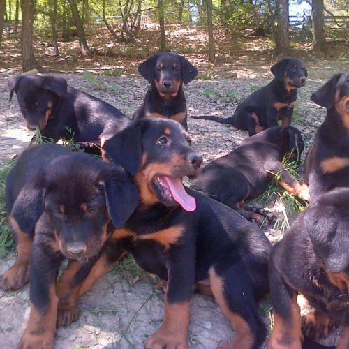 Chiots beaucerons gros gabaris #3