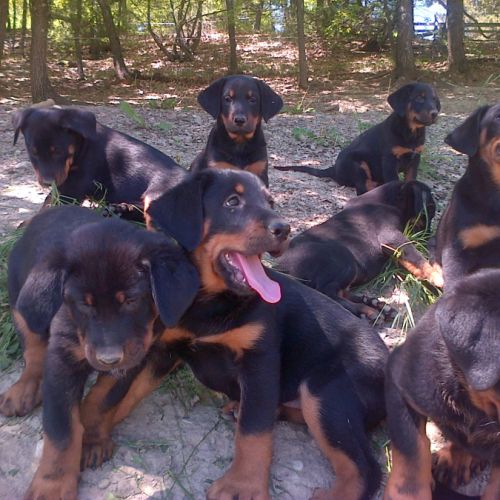 Chiots beaucerons gros gabaris #4