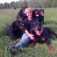 Chiots beaucerons gros gabaris