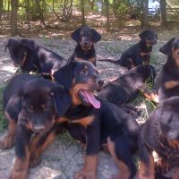 Chiots beaucerons gros gabaris #4