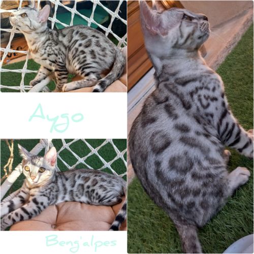 Chaton mâle bengal loof