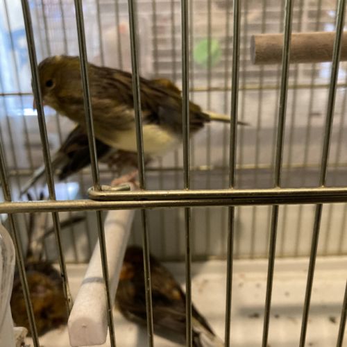 Couple de canaris #1