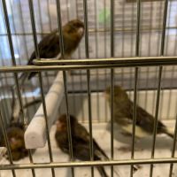 Couple de canaris #2