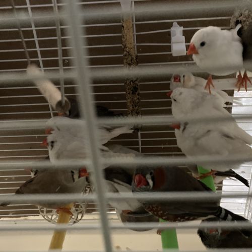 Couples de mandarin #2