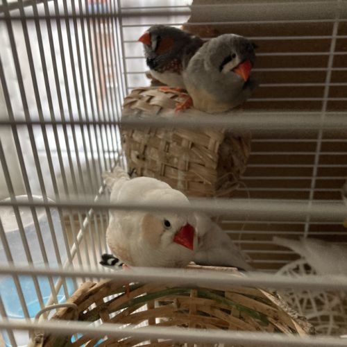 Couples de mandarin #3