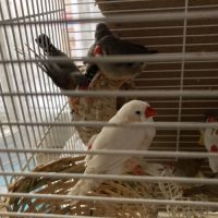 Couples de mandarin #0