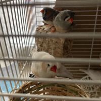 Couples de mandarin #3