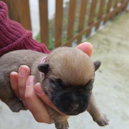 Magnifiques bébés cairn terrier #0