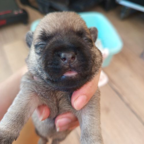 Magnifiques bébés cairn terrier #3