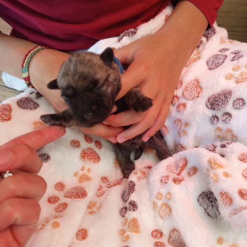 Magnifiques bébés cairn terrier #6