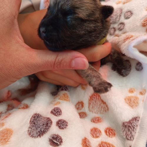 Magnifiques bébés cairn terrier #7