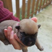 Magnifiques bébés cairn terrier