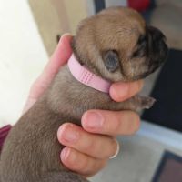Magnifiques bébés cairn terrier #2