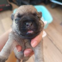 Magnifiques bébés cairn terrier #3