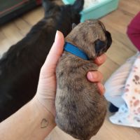 Magnifiques bébés cairn terrier #4