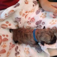 Magnifiques bébés cairn terrier #5