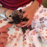 Magnifiques bébés cairn terrier #6