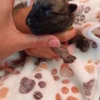 Magnifiques bébés cairn terrier #7