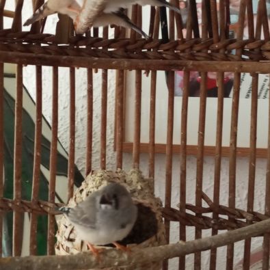 7 jeunes mandarins à donner #0