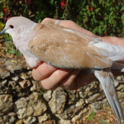 Tourterelle rose domestique #0