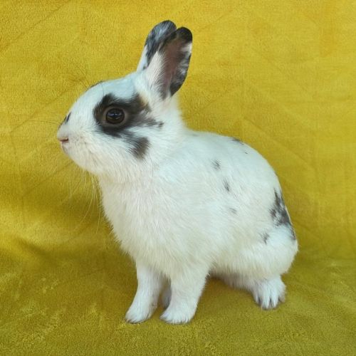 Couple lapins nains de 1 an #1