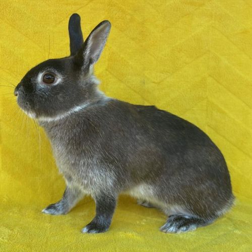 Couple lapins nains de 1 an #2