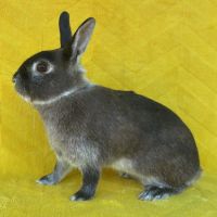 Couple lapins nains de 1 an #2