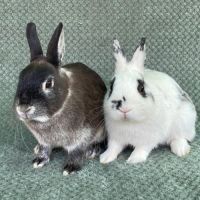 Couple lapins nains de 1 an