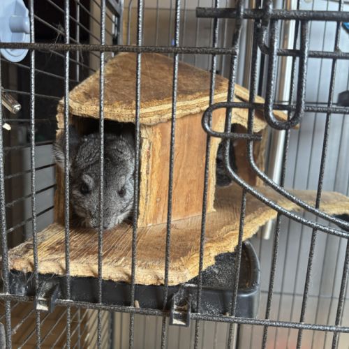 Vend couple chinchilla de 5 et 4 ans #1