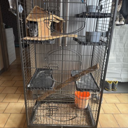 Vend couple chinchilla de 5 et 4 ans #2