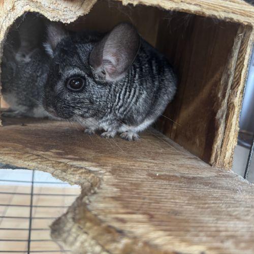 Vend couple chinchilla de 5 et 4 ans #5