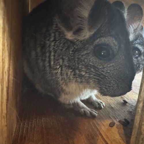 Vend couple chinchilla de 5 et 4 ans #6