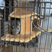 Vend couple chinchilla de 5 et 4 ans #1