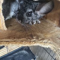 Vend couple chinchilla de 5 et 4 ans #0