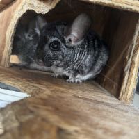 Vend couple chinchilla de 5 et 4 ans #4