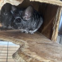 Vend couple chinchilla de 5 et 4 ans #5