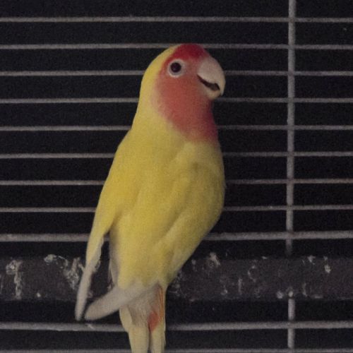 Inseparable lutino #2