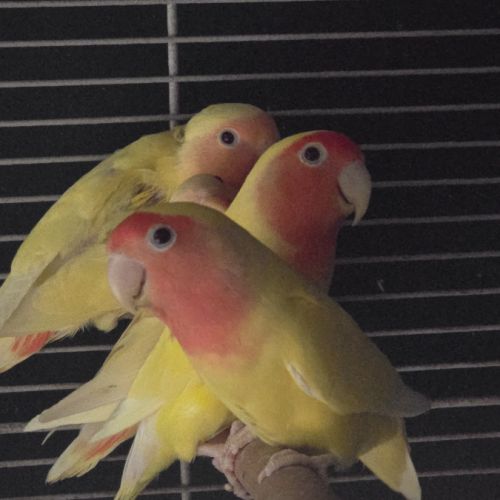 Inseparable lutino #3