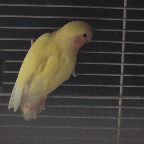 Inseparable lutino #4