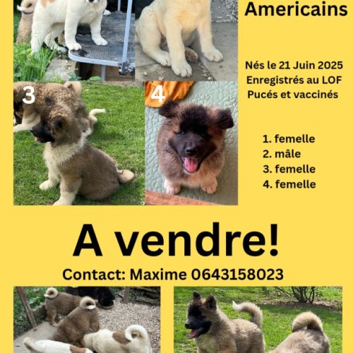 Magnifique chiots akita américain #0