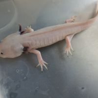 Axolotl leucistique #2