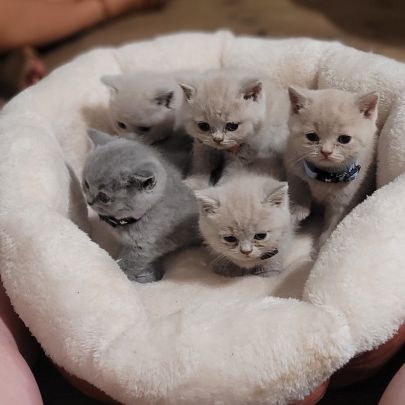 Chatons scottish et highland straight #1