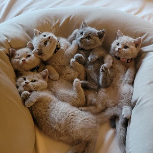 Chatons scottish et highland straight #2