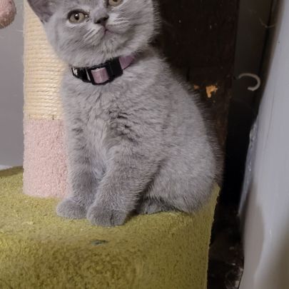 Chatons scottish et highland straight #6